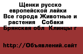 Щенки русско европейской лайки - Все города Животные и растения » Собаки   . Брянская обл.,Клинцы г.